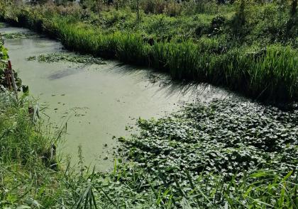 Waternavel Nieuw-Lekkerland